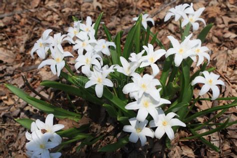 white early spring flowers|elegant fresh white flowers.